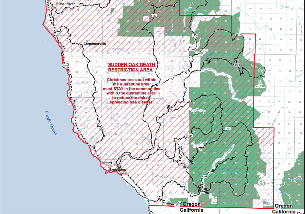 Christmas Tree Permits Available November 8th News