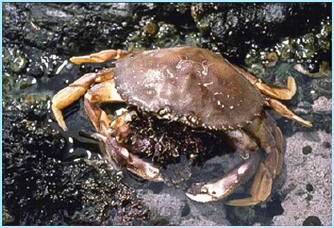 New Dungeness crab rules: Traps may be prohibited