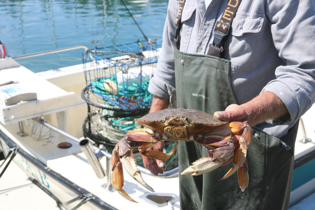 Dungeness Crab Season Delayed Due To Whales News Triplicate Com