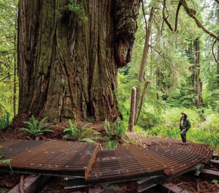 Boardwalk construction complete in Jedediah Smith Redwoods State Park News triplicate