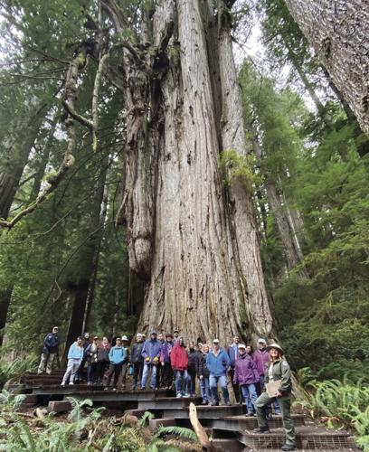Redwood Parks Conservancy volunteers