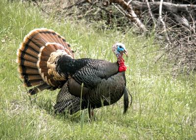 California offers abundant opportunities for 2022 spring turkey season | News California offers abundant opportunities for 2022 spring turkey season | News