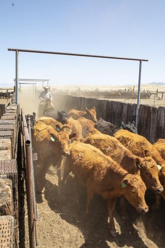 Arizona Ranching Cattle Calling: Modern Ranching in Arizona | Local | tucsonlifestyle.com