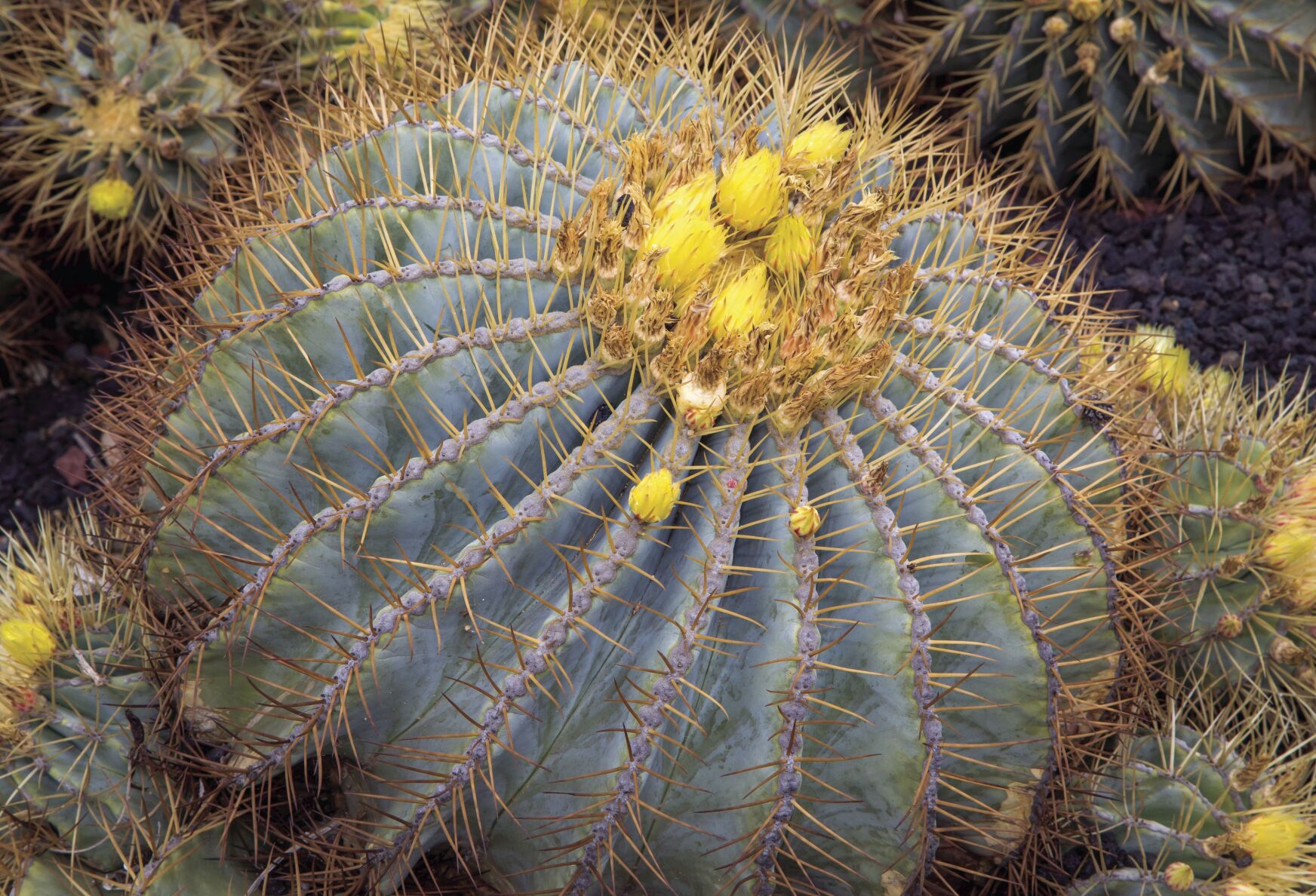 Barrel Cacti | Hjem \u0026 HaveBarrel Cacti | Hjem \u0026 Have  