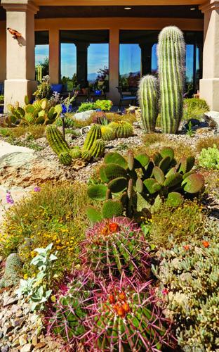 Going Wild | Home & Garden | tucsonlifestyle.com