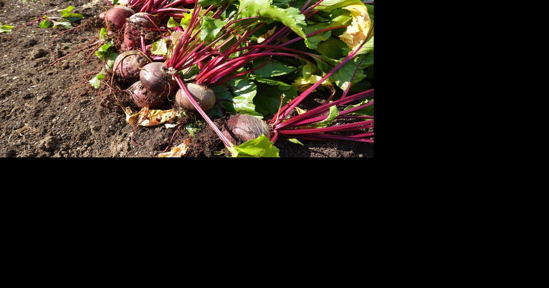 How to cook, freeze or pickle plant scraps instead of throwing them ...