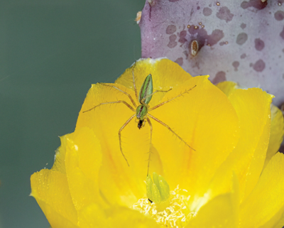 Green Lynx Spider | Wildlife | tucsonlifestyle.com