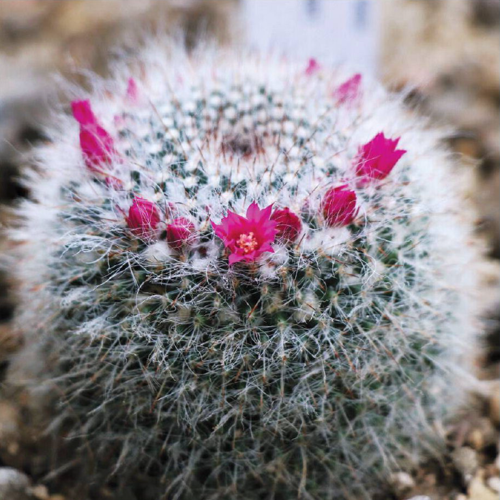 The Pin Crowd | Home & Garden | tucsonlifestyle.com