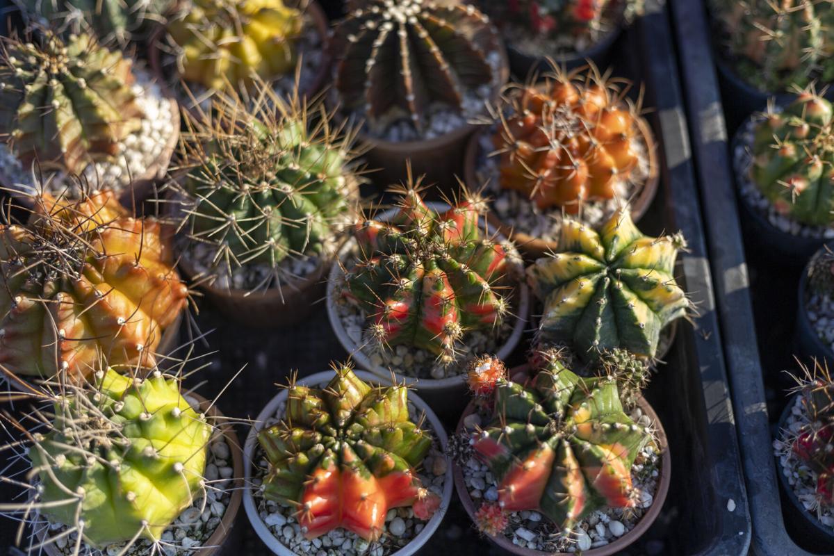 Plant Stravaganza on Tumamoc Hill | Datebook | tucsonlifestyle.com