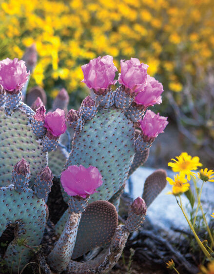 A Collection of Colorful Cacti, Home & Garden