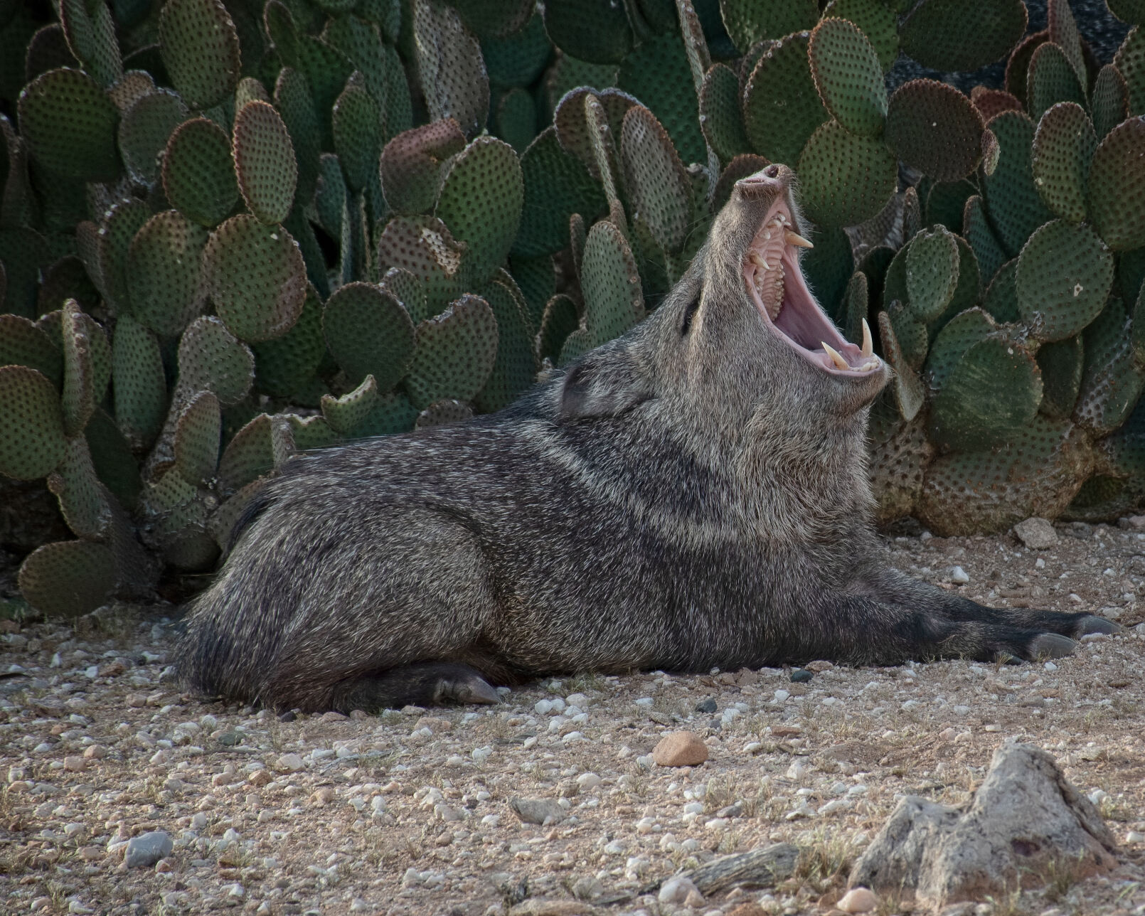 Desert Opera Where the Wild Things Are | | tucsonlifestyle.com