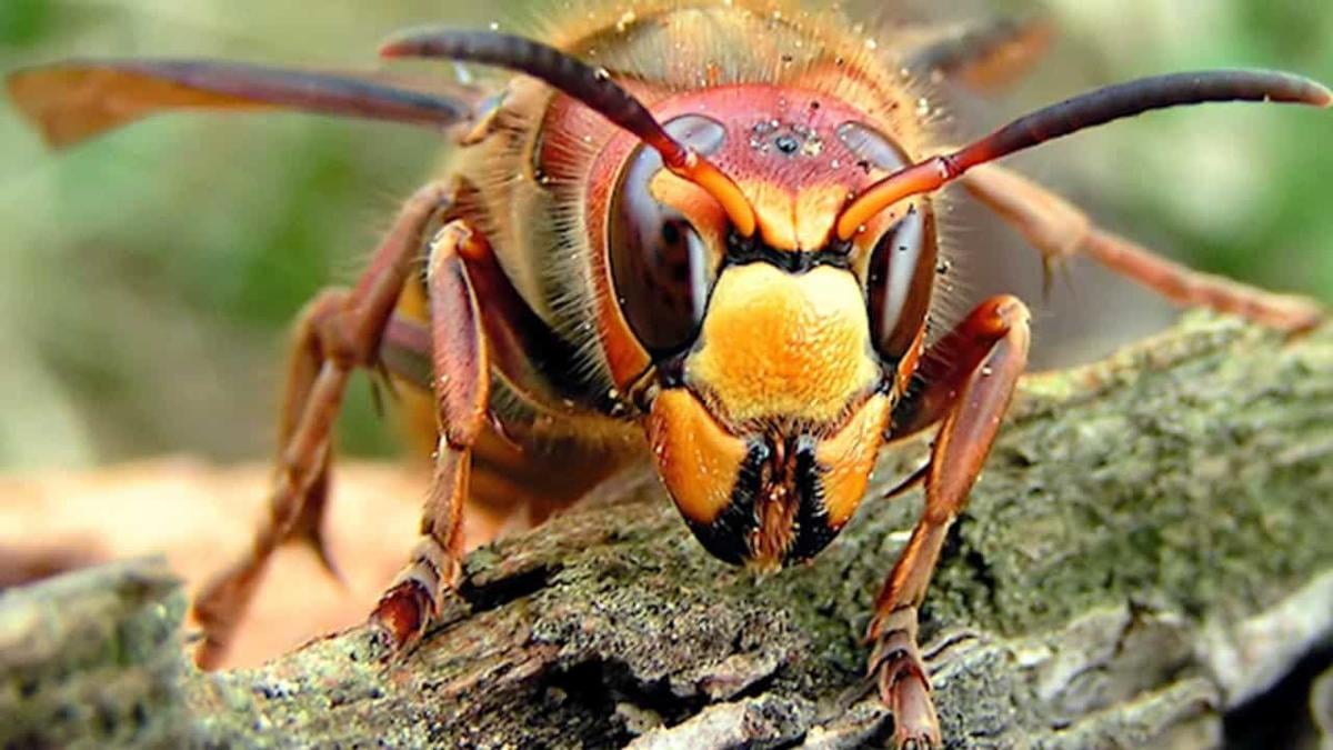 Insect wars: murder hornets v the American honeybee