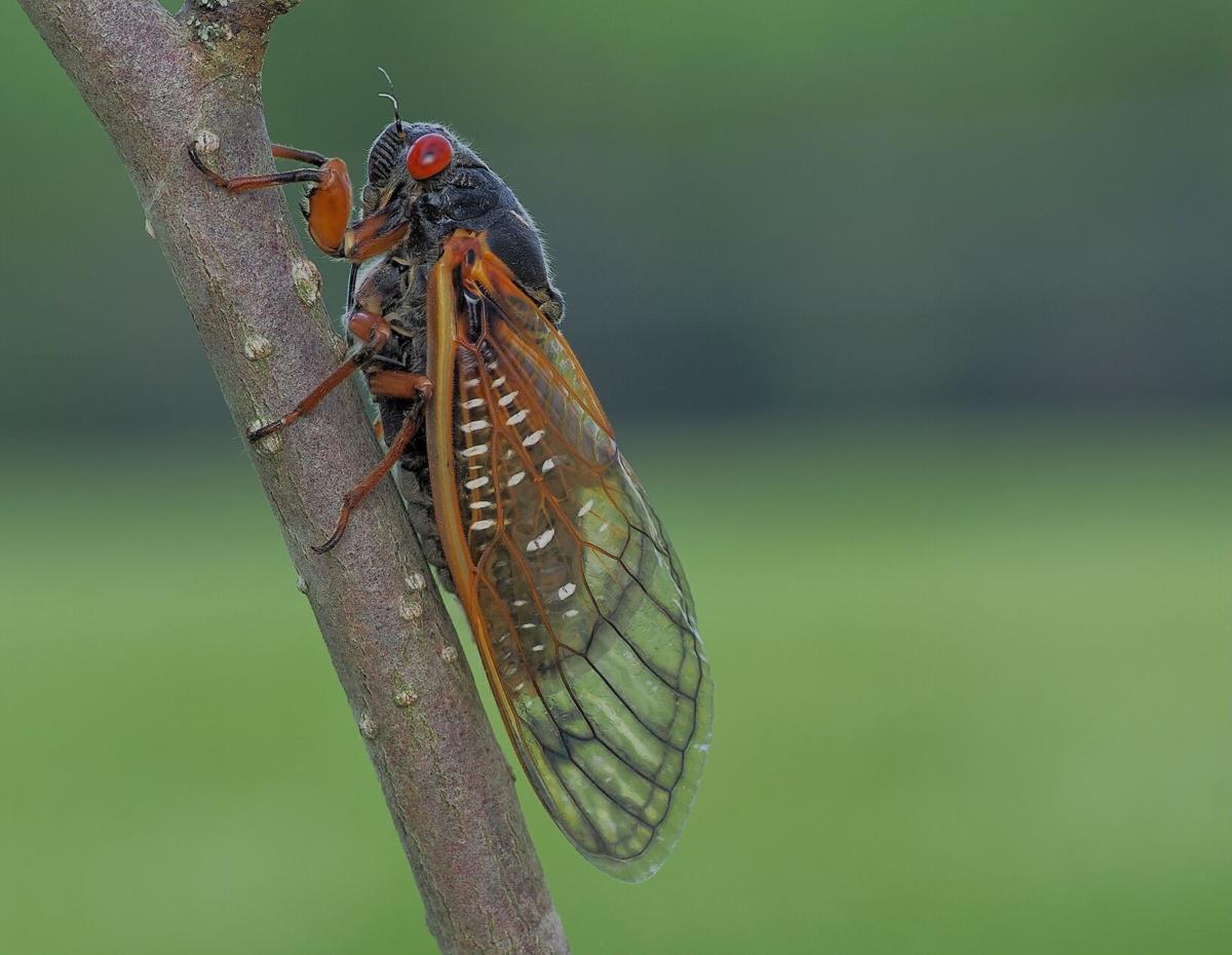 Spring Insect Twist Drum Spring Insect Twist Drum