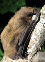 Bat mortality concern at AEDC