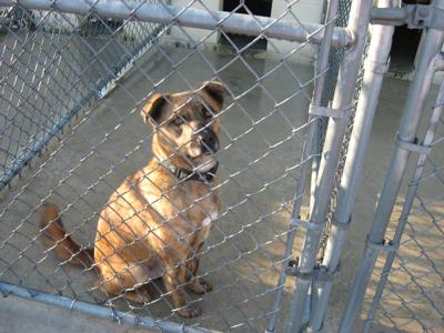 Coffee County animal shelter may be forced to euthanize | Local News |  