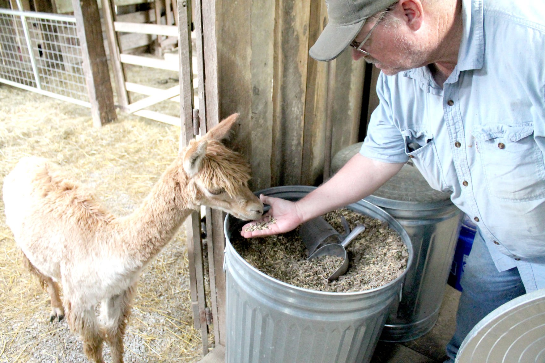 Alpaca Farm Days A chance to meet cute and curious creatures