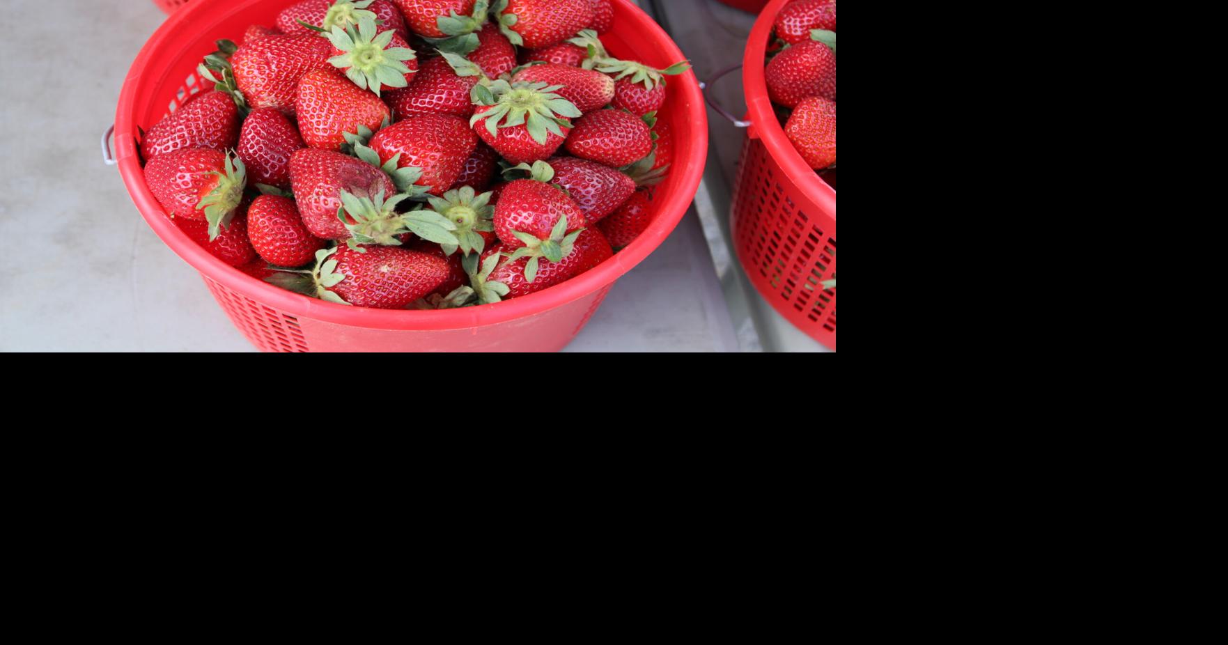 Farmers Market Week Buy local during peak produce season Local News