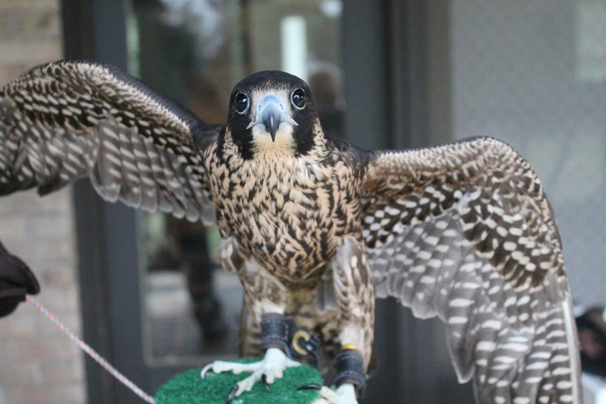 Local Falconers Keeping Ancient Sport Alive Living