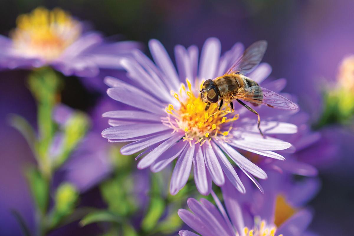 15 Buzzworthy Bumblebee Facts