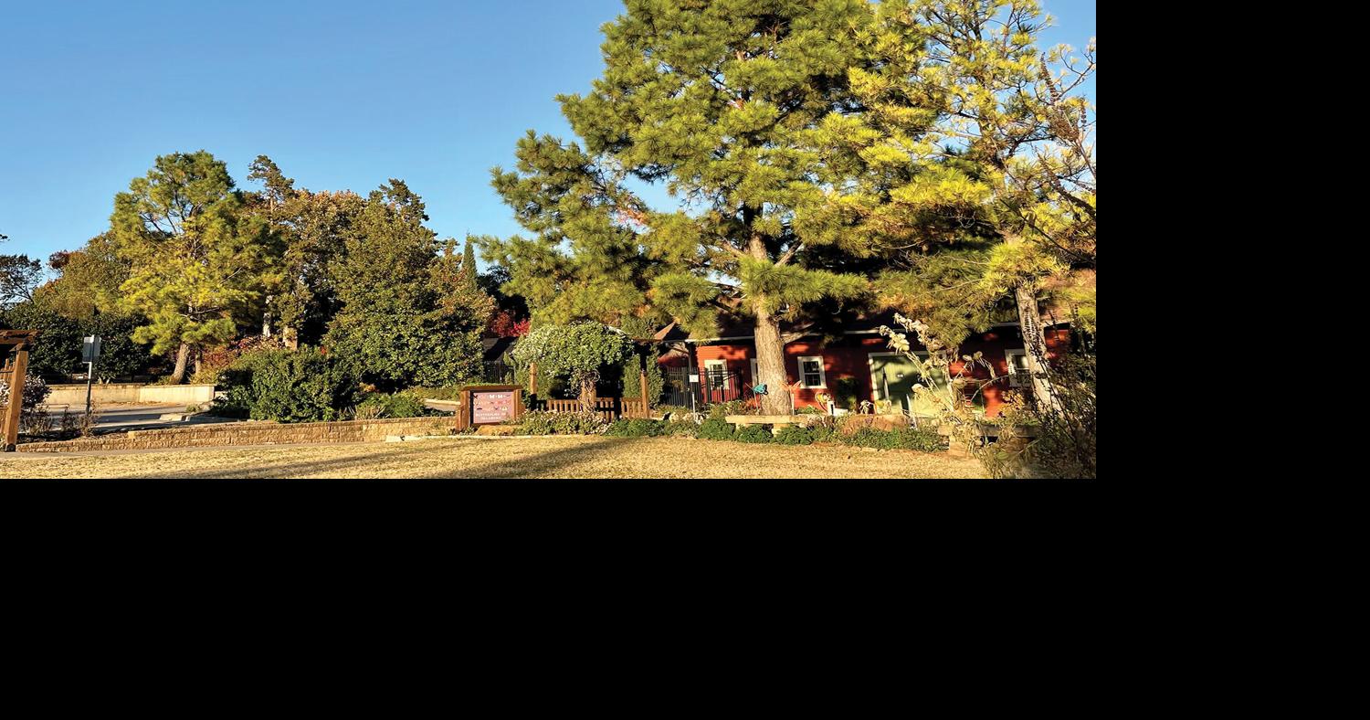 Pine tree chronicles Common pine tree diseases and how to manage them