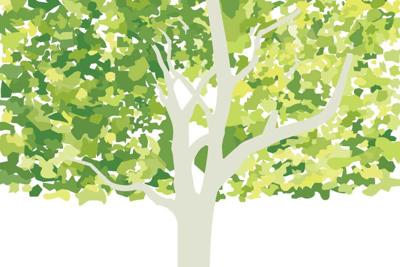 My Grandmother Sycamore Tree June 19 Tulsapeople Com My Grandmother Sycamore Tree June 19 Tulsapeople Com