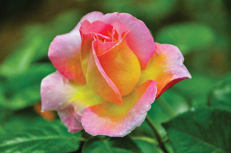 Tips For Care Upkeep Of Roses Lifestyle Tulsapeople Com