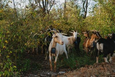Green Color Goat Green gobblin’: Green Collar Goats uses ‘kid’ labor | City Desk ...