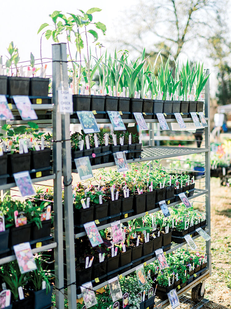 Springtime Tulsa Event Local plant festivals to visit this month | Lifestyle | tulsapeople.com
