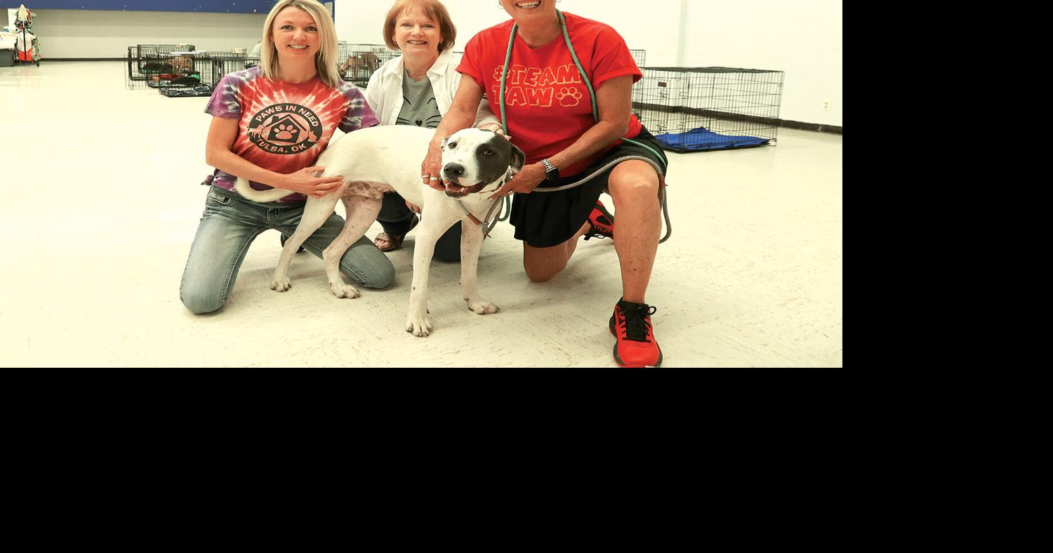 Better together: Local animal rescue groups collaborate to urge ...