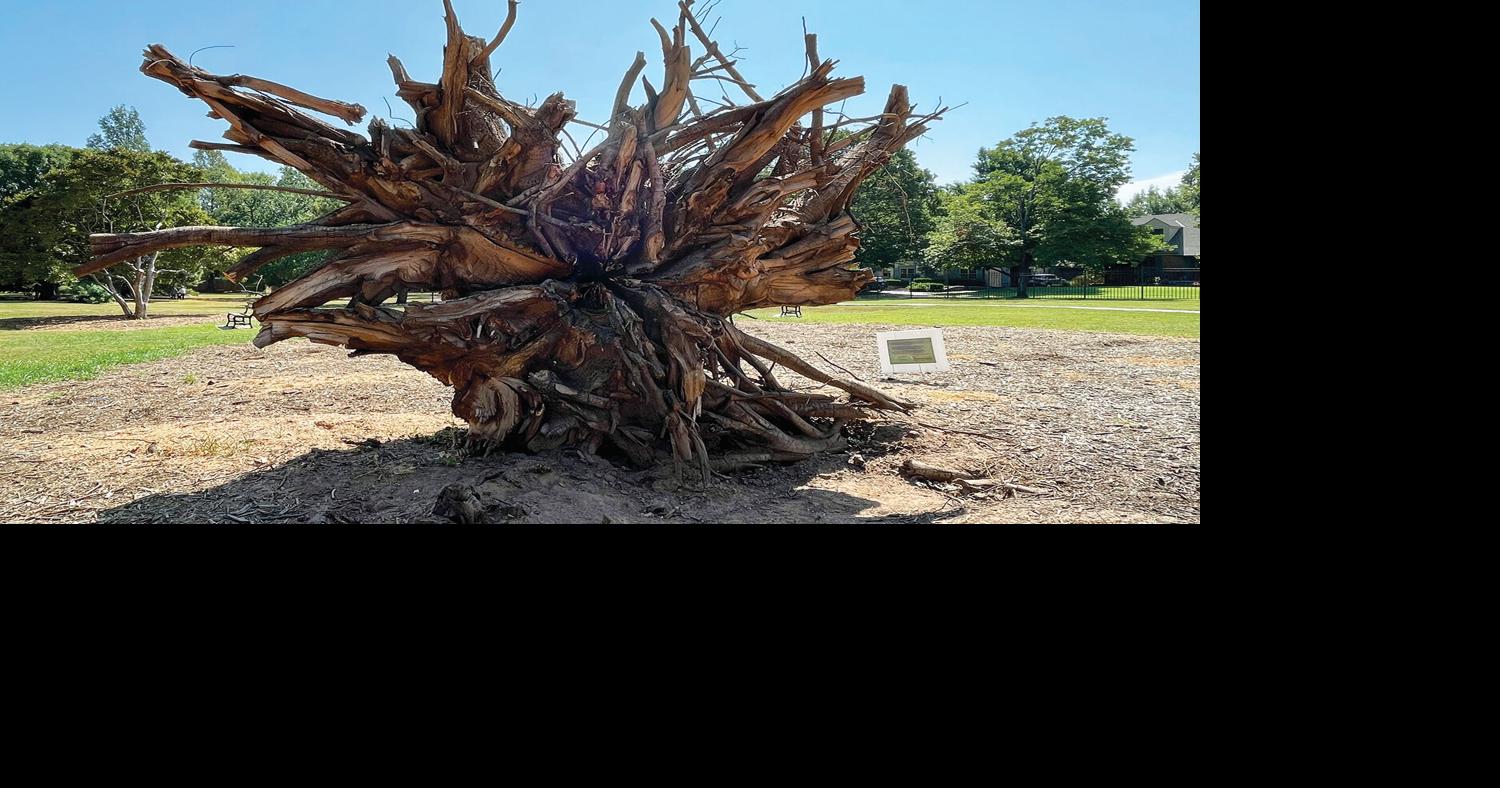 Timing is everything: After this summer’s storm, local expert provides advice on tree replacement and planting