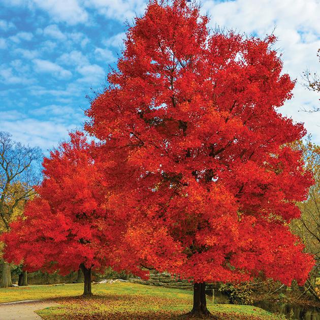 What Oklahoma Proven tree is best for your yard? Lifestyle