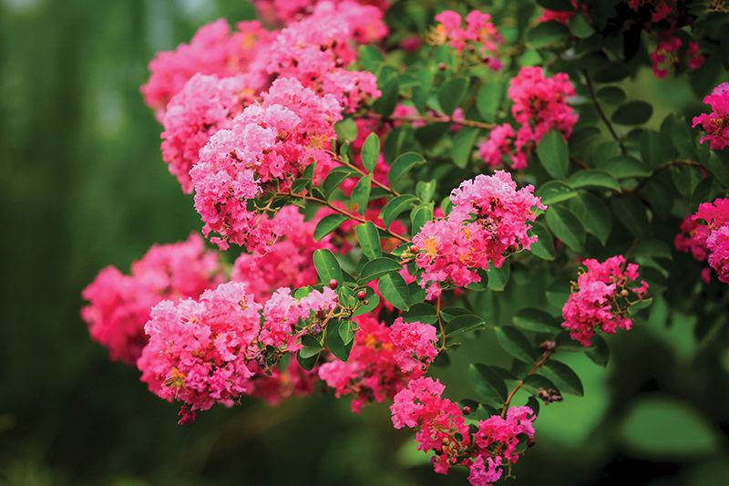 How To Protect Crape Myrtle From Ugly Bark Scale June 2019