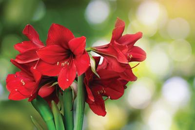 Red,Amaryllis,Flowers,With,Natural,Bokeh,Background