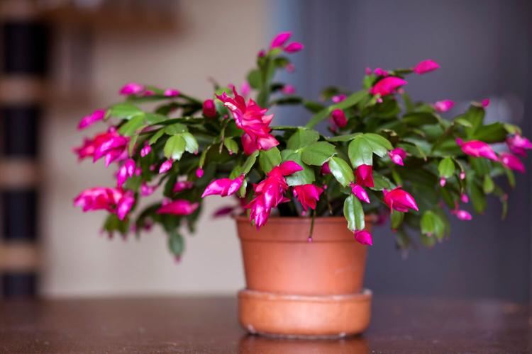 Christmas,Cactus,Flower,In,A,Pot