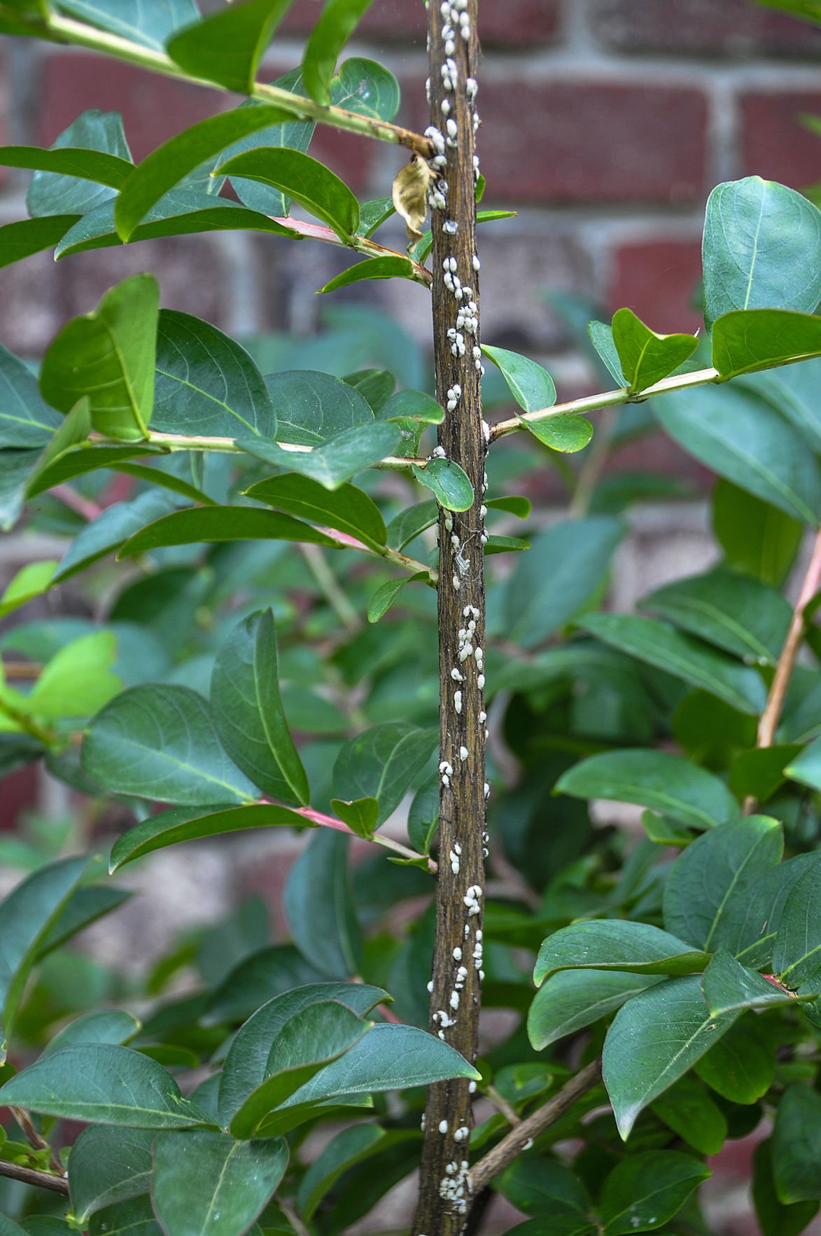 Master Gardener: Get control of crape myrtle bark scale ...