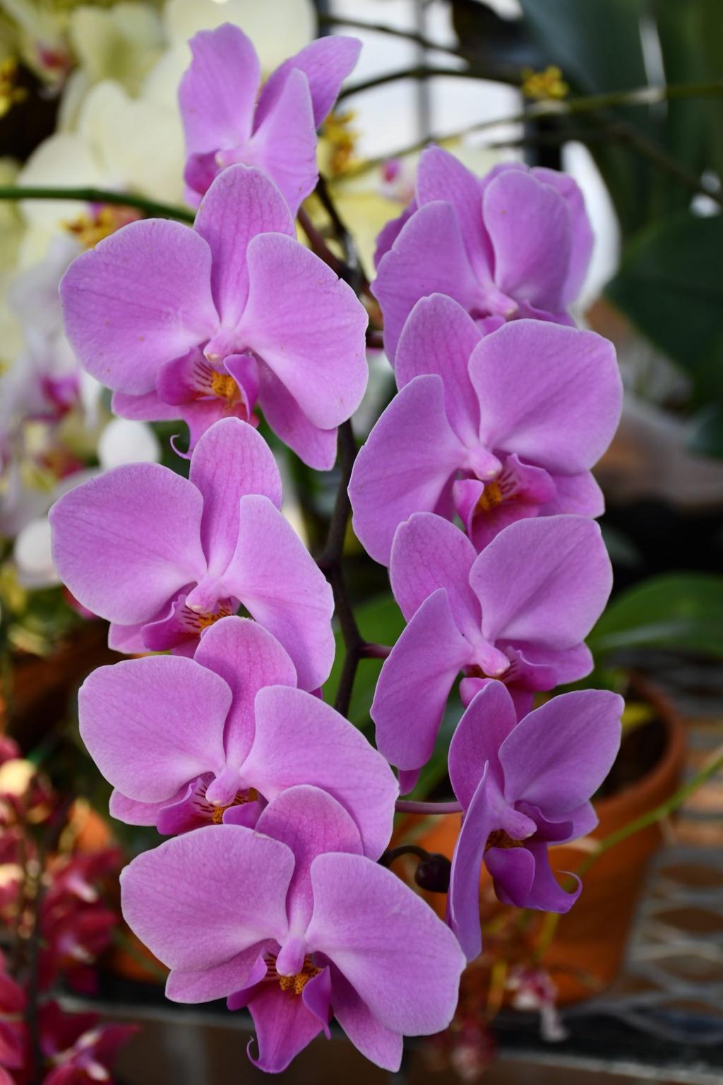 Barry Fugatt Sunlight Water Are All You Need To Care For Beautiful Orchids Home Garden Tulsaworld Com