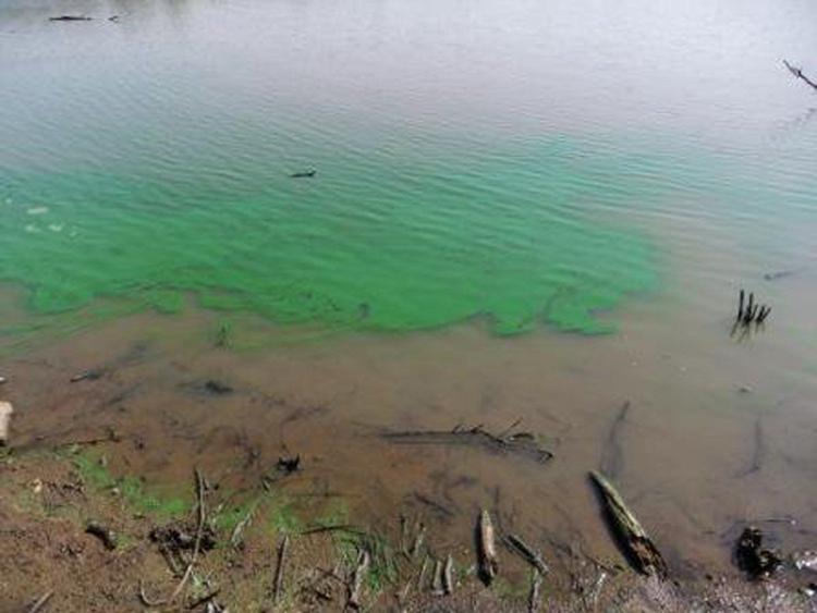 Residents warned of bluegreen algae blooms that threaten pets and