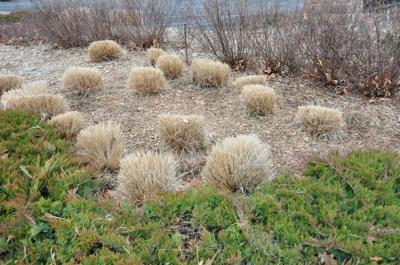 Master Gardener Ornamental Grasses Great For Gardens Landscaping