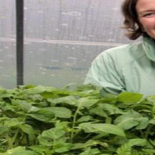 Tomato Mans Daughter Plant List 2022