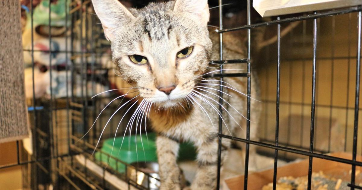 Op-ed column: Everyone can play a role in saving shelter pets