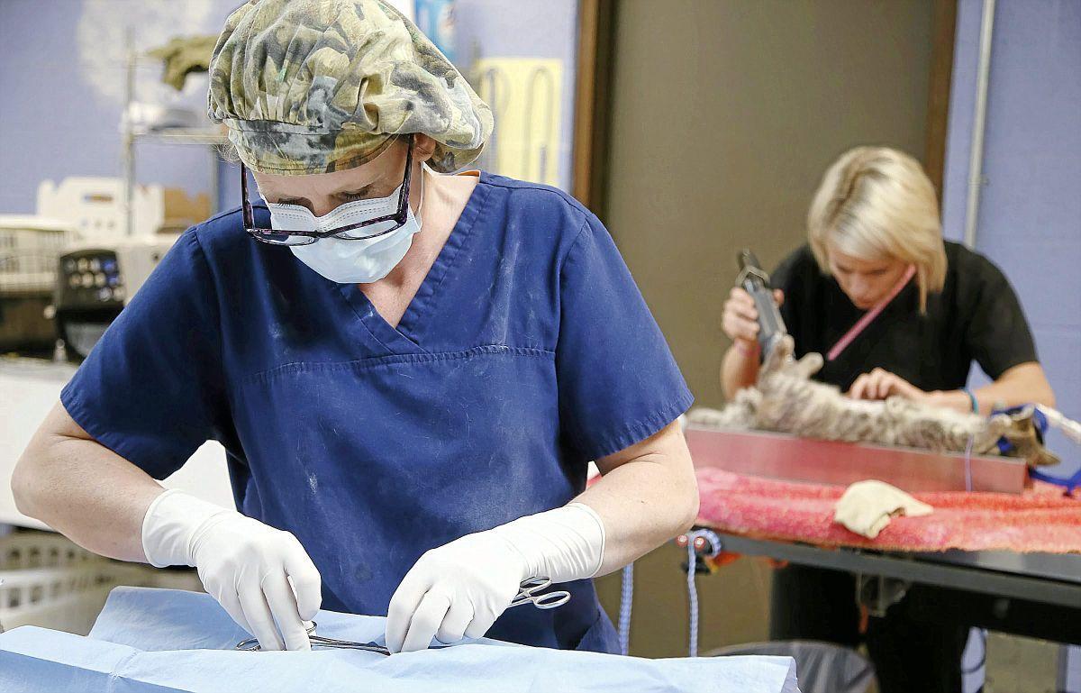 The big fix Spay Oklahoma celebrates 100,000th spay or neuter Metro