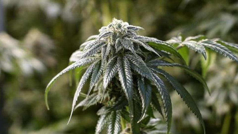 Petition To Legalize Recreational Marijuana Withdrawn State And Regional News Tulsaworld Com