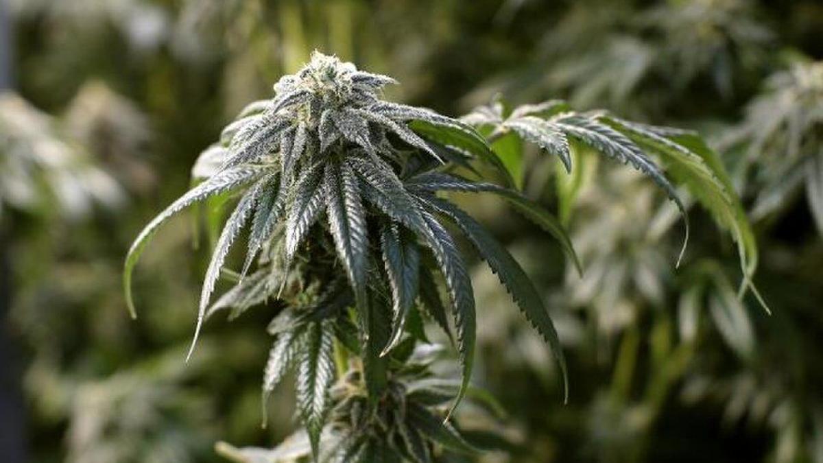 Petition To Legalize Recreational Marijuana Withdrawn State And Regional News Tulsaworld Com