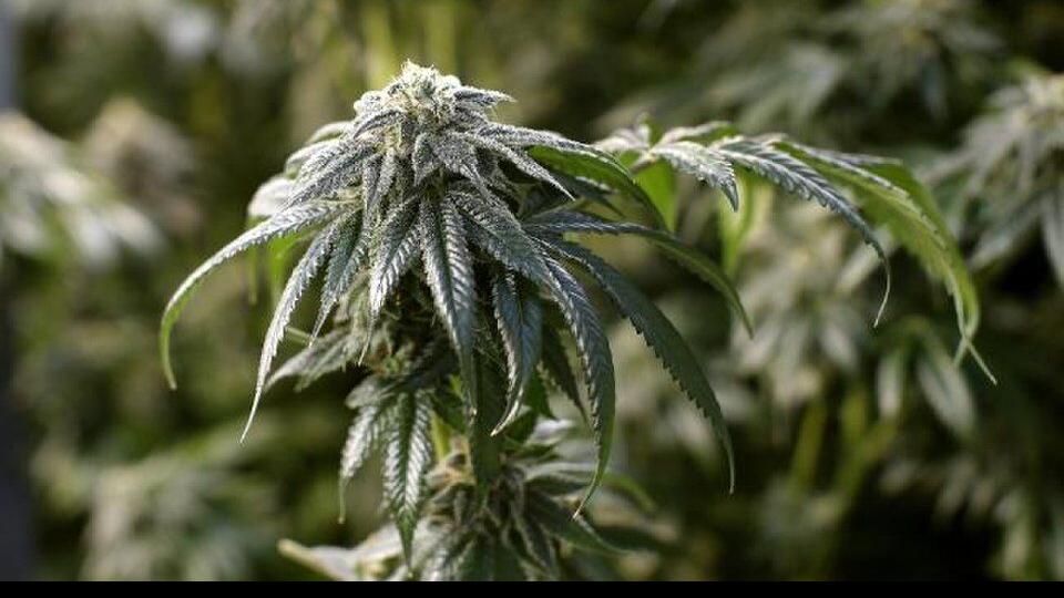 Petition To Legalize Recreational Marijuana Withdrawn State And Regional News Tulsaworld Com