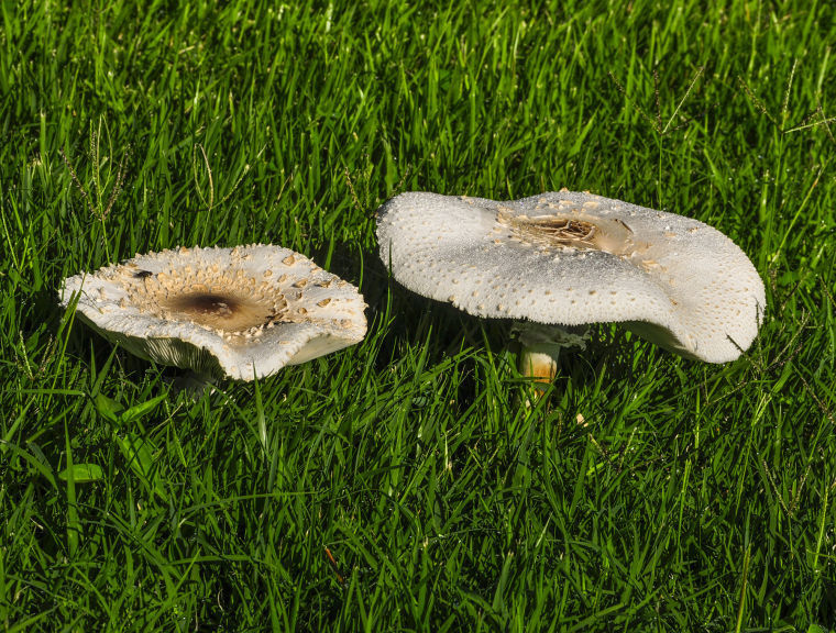 Master Gardener Mushrooms on lawn no cause to worry about grass fungus