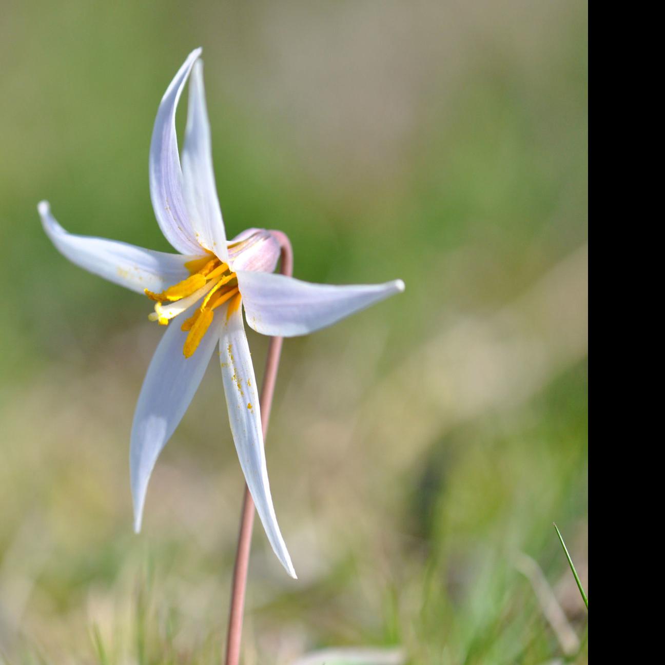 The World Around You Dog Tooth Lily Is A Tiny Beauty Sports News Tulsaworld Com
