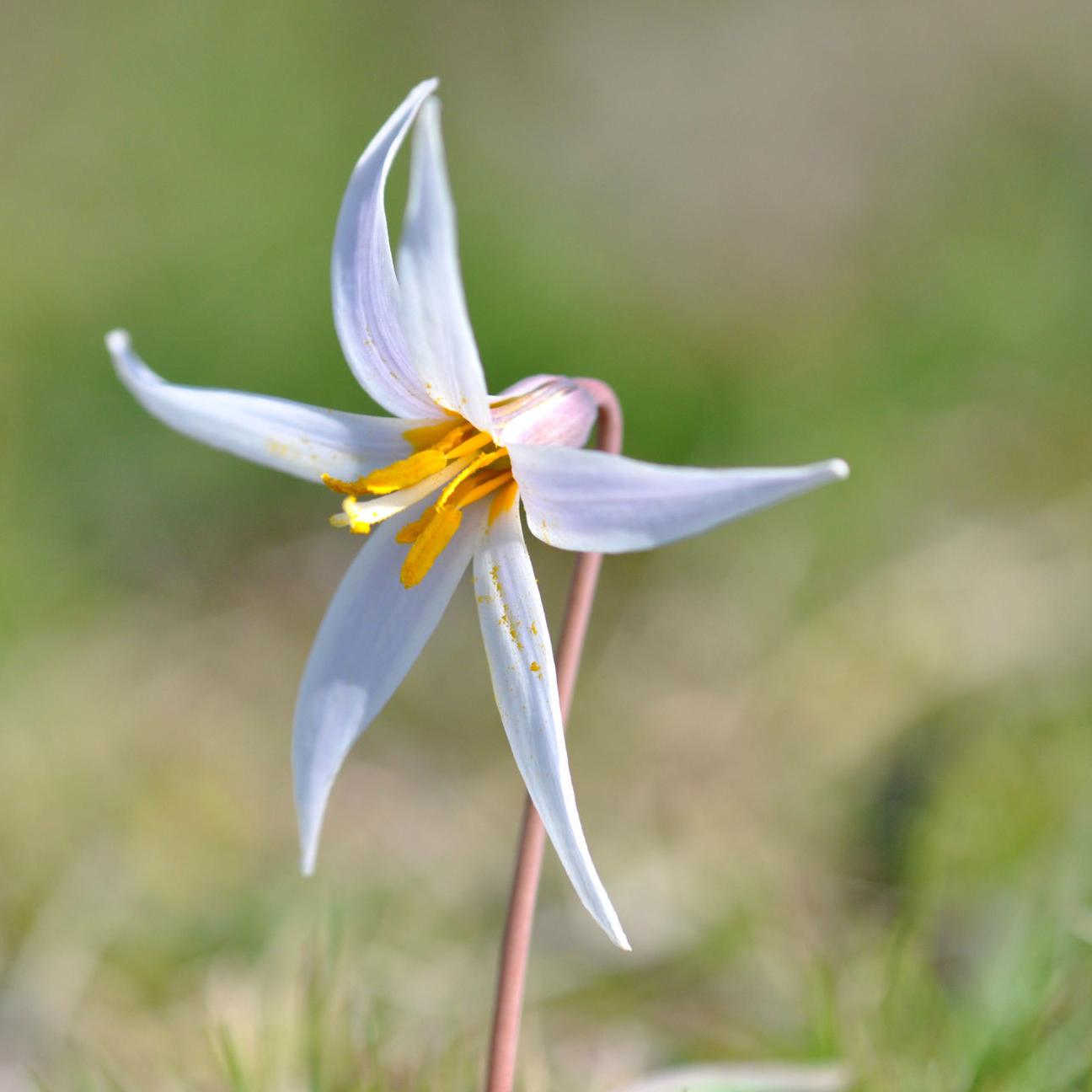 The World Around You Dog Tooth Lily Is A Tiny Beauty Sports News Tulsaworld Com The World Around You Dog Tooth Lily Is A Tiny Beauty Sports News Tulsaworld Com