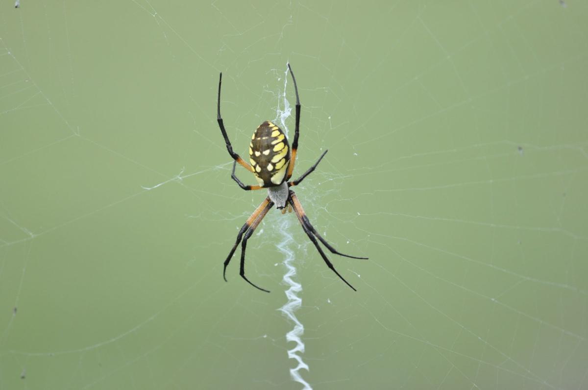 Orb Spiders Are Nothing To Dislike News Tulsaworld Com