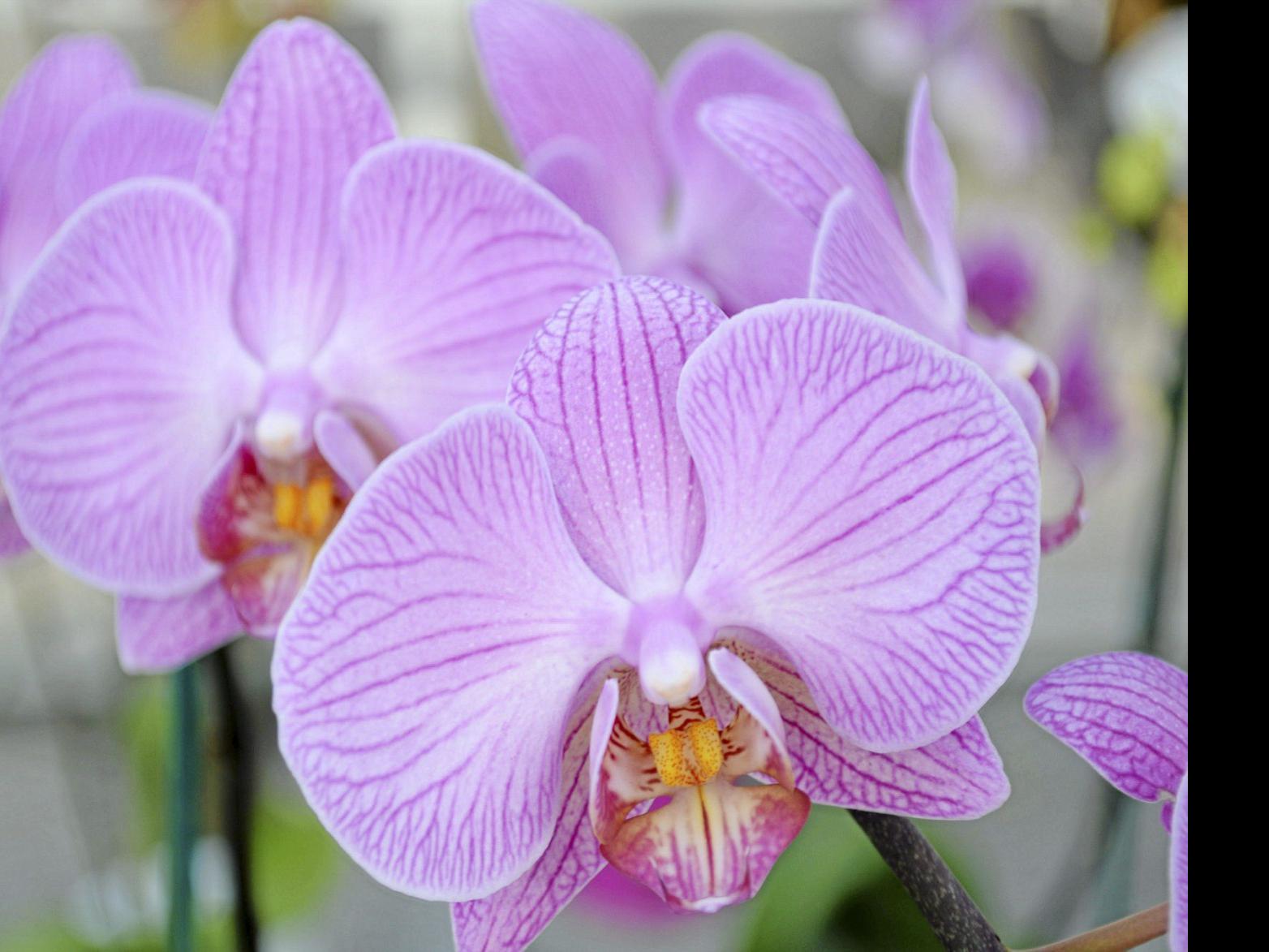 Barry Fugatt Believe It Or Not Gorgeous Moth Orchids Are Easy To Grow Home Garden Tulsaworld Com