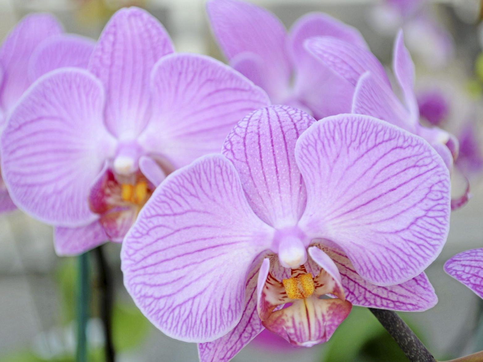 Barry Fugatt Believe It Or Not Gorgeous Moth Orchids Are Easy To Grow Home Garden Tulsaworld Com
